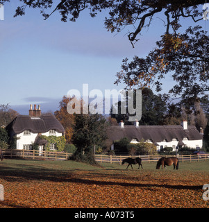 New Forest pony pascolo a cigno verde vicino a Lyndhurst Hampshire Inghilterra UK nel nuovo Parco Nazionale Foreste autunno foglie & cottage con il tetto di paglia al di là Foto Stock