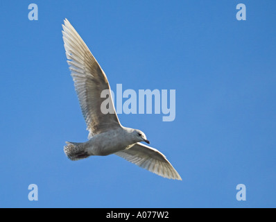 Islanda Gull. Larus glaucoides Foto Stock