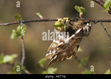 Kentish Gloria uovo che posa Foto Stock