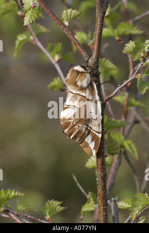 Kentish Gloria femmina Foto Stock