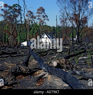 Australian Bush Fire superstiti Foto Stock