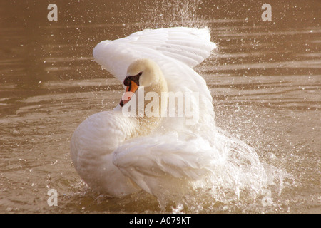 Cigno, Cygnus olor, balneazione e preening in un lago, REGNO UNITO Foto Stock