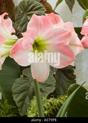 Rosa e Bianco Hippeastrum amaryllis lily fiori e steli Foto Stock