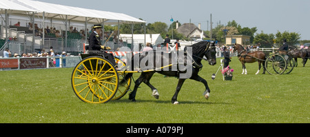 Royal Cornwall Show arena principale e showground per eventi equestri pony e trappola di guida giudicare in corso spettatori oltre Wadebridge Inghilterra UK Foto Stock