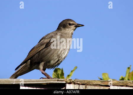 I capretti Starling, Sturnus vulgaris, appollaiato sulla recinzione, REGNO UNITO Foto Stock