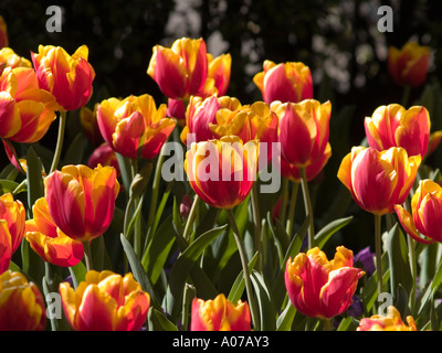 Aiuola raggruppamento di sole Tulipa Liliaceae Cultivar ibrido tulip trionfo gruppo Foto Stock
