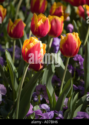 Aiuola di soleggiati Tulipa Liliaceae Cultivar ibrido tulip trionfo di gruppo con sotto la piantagione di mammola Foto Stock