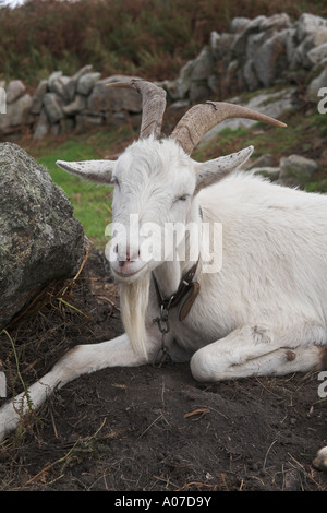Fotografia di stock di caprone maschio su Bryher Isole Scilly Cornovaglia Foto Stock