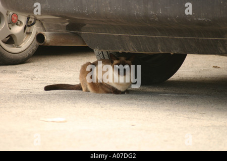 Gatto randagio Kalives Creta Foto Stock