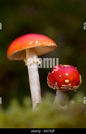 Chiudere il gruppo di fly agaric i funghi di bosco Foto Stock