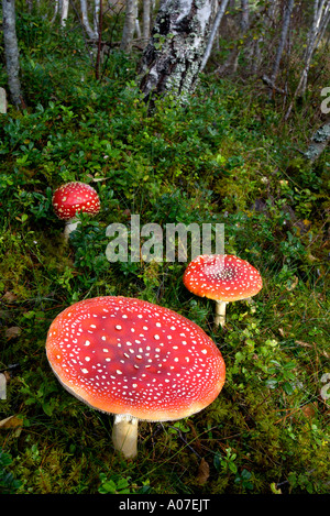 Chiudere il gruppo di fly agaric i funghi di bosco Foto Stock