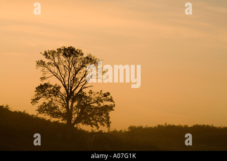 Albero isolato su una collina retroilluminata con orange sunrise, Isle of Mull, Scotland, Regno Unito. Foto Stock