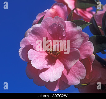 CAMELLIA ISPIRAZIONE FLOWER RITRATTO Foto Stock