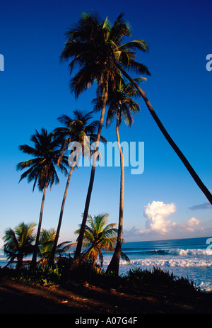 Palme di cocco, palme, spiaggia, città, Aguada, Porta del Sol, pianure costiere Valley, Puerto Rico, Caraibi, West Indies Foto Stock