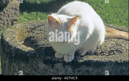 Regno Unito ottobre bianco e lo zenzero gattino in piedi su un palo di cemento Foto Stock