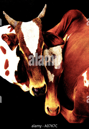 Orizzontale, a piena lunghezza e all'aperto, 30-34 anni, 35-39 anni, vista frontale e vista laterale, Subcontinente indiano etnicità, animale, vento Foto Stock