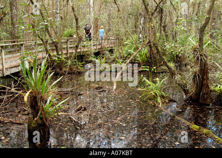 Struttura di cavatappi palude Santuario Napoli Florida USA Foto Stock