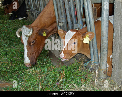 Le mucche in stalla mangia fieno fresco Foto Stock