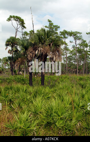 Struttura di cavatappi palude Santuario Napoli Florida USA. Sabal Palms. Saw Palmetto. Foto Stock