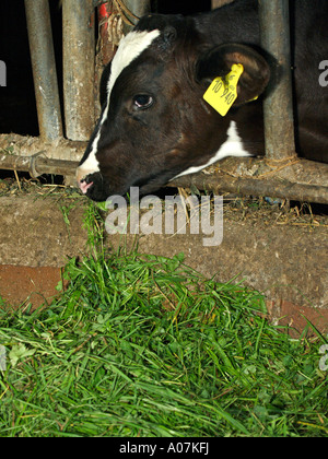 Vitello nella stalla di mangiare fieno fresco Foto Stock