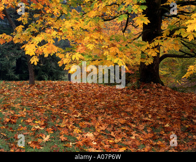 Colore di autunno a Portland's Hoyt Arboretum. Foto Stock