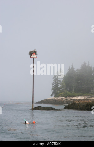 Un Osprey posatoi sul suo nido sulla cima di una segnalazione sulla costa del Maine Foto Stock