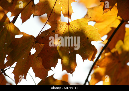 Rosso e marrone dei mesi autunnali illustrato da foglie di un albero con il sole alle spalle che mostra la vita interna della balestra Foto Stock