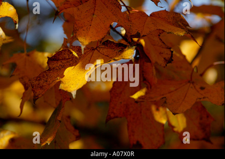 Rosso e marrone dei mesi autunnali illustrato da foglie in una struttura ad albero con retroilluminazione da sole Foto Stock