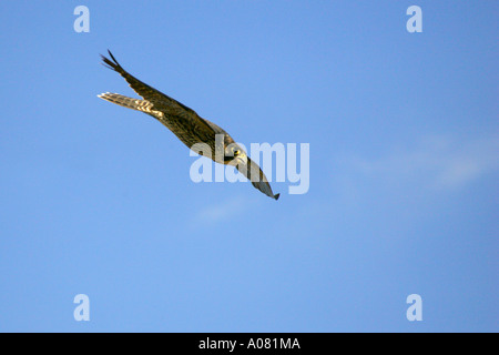 Il novellame di falco pellegrino, Sud Africa, Falco peregrinus, Foto Stock