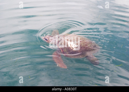 Le tartarughe marine Porto di Argostoli a Cefalonia Settembre 2006 Foto Stock