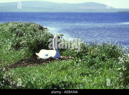 Dh cigno SWAN UK Swan nidificazione sulla banca di Loch di Stenness Orkney Foto Stock