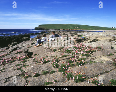 Dh MARWICK BAY ORKNEY bambini e mare rosa Armeria maritima su rocce isole scozzesi coast Foto Stock