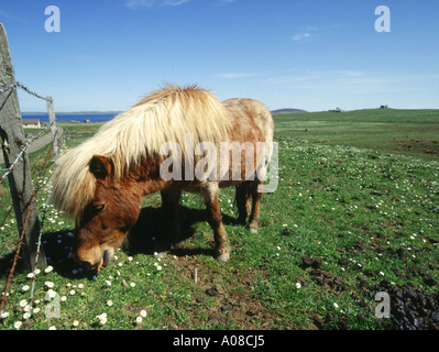 dh SHETLAND PONY UK SCOTLAND Tan pony pascolando in campo Rendall Orkney cavallo animale Foto Stock