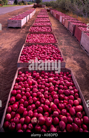 Raccolte Spartan mele in gabbie in un frutteto nel sud Okanagan Valley in British Columbia Canada Foto Stock