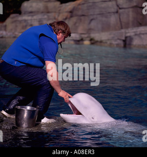 Trainer alimentazione balene Beluga (Delphinapterus leucas) presso il Vancouver Aquarium di Stanley Park a Vancouver British Columbia Canada Foto Stock