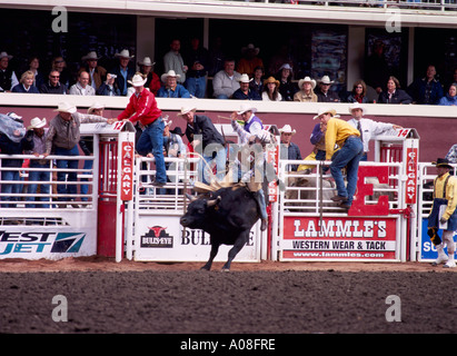 Toro di equitazione a 'Calgary Stampede' Calgary Alberta Canada Foto Stock