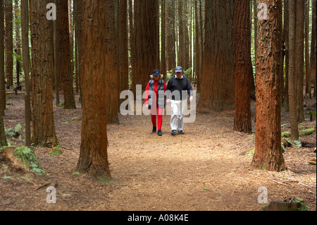 Redwood Forest Rotorua Nuova Zelanda Foto Stock