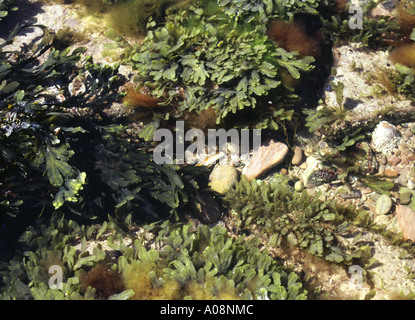 dh rock marea pool ALGHE UK Sea LIFE conchiglie rocce dentate rack alghe Fucus serratus verde scozzese letto marino scozia Foto Stock