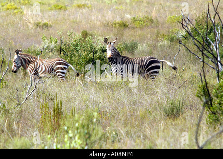 Capo zebre di montagna nel Bontebok National Park a Swellendam Western Cape South Africa RSA Foto Stock