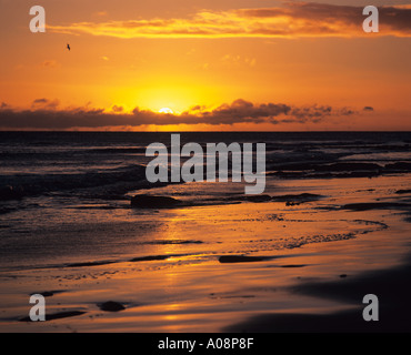 Un mare uccello vola sulla spiaggia a Hauxley, Northumberland a sunrise Foto Stock