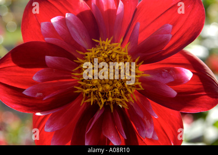 Dahlia Compositae Don Hill Foto Stock