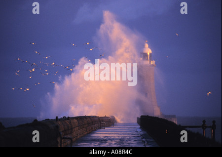 Gabbiani volano come onde enormi ha colpito il faro sul molo di Tynemouth, Inghilterra, durante una tempesta di neve Foto Stock