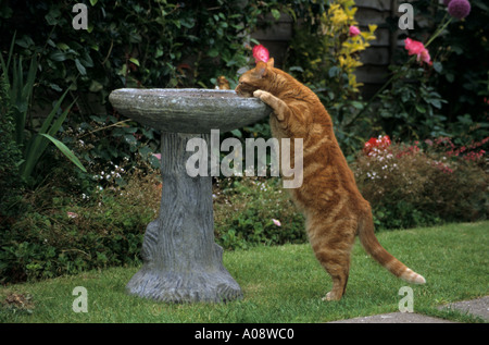 Lo zenzero domestico tabby cat di bere da un uccello vasca da bagno. Foto Stock