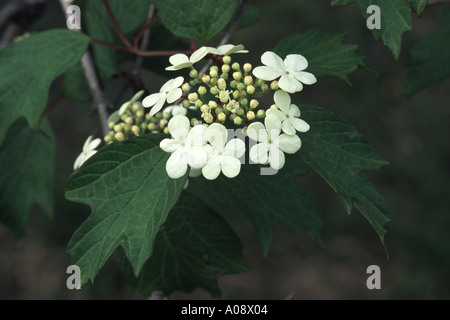 Viburno Rose, Viburnum opulus Foto Stock