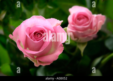 Due rose dentellare Foto Stock