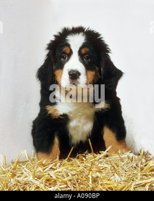 Bovaro del Bernese cucciolo - in paglia Foto Stock