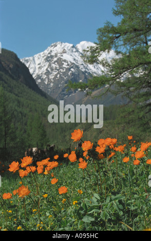 Globo selvatici fiori Trollius in montagna. La Northern Chuya gamma. Altai. La Siberia Russia Foto Stock