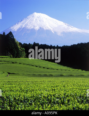 Mt Fuji con campi di tè a Shizuoka Foto Stock