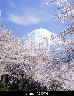 Fiori di Ciliegio e Mt Fuji Shizuoka ken Giappone Foto Stock