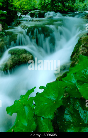Fogliame e cascata, il Parco Nazionale dei Laghi di Plitvice, Croazia Foto Stock